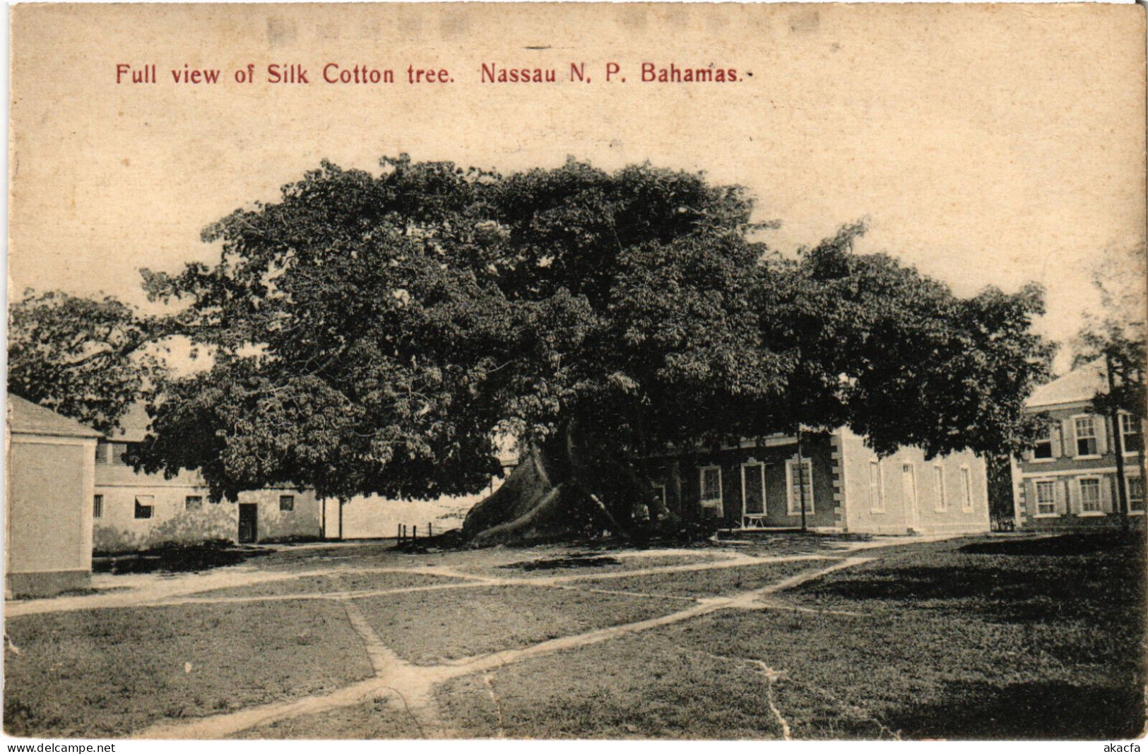 PC BAHAMAS CARIBBEAN NASSAU SILK COTTON TREE Vintage Postcard (b52210) - Bahamas