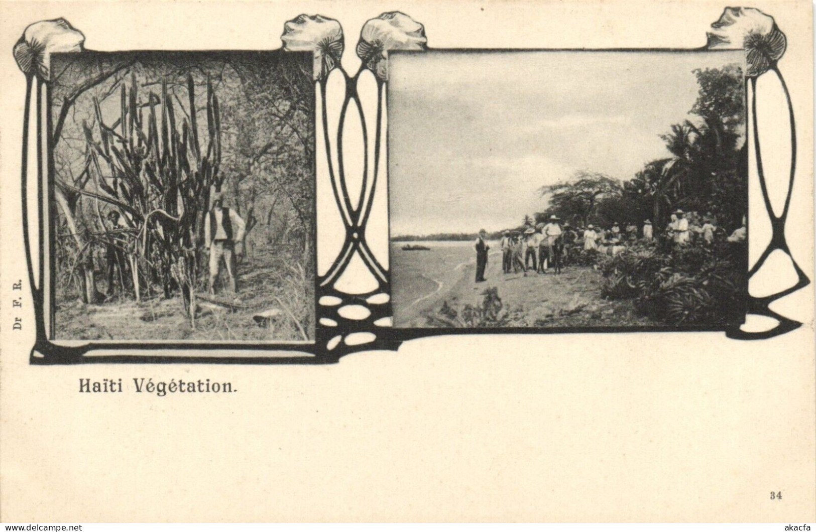PC HAITI CARIBBEAN VEGETATION Vintage Postcard (b52119) - Haïti