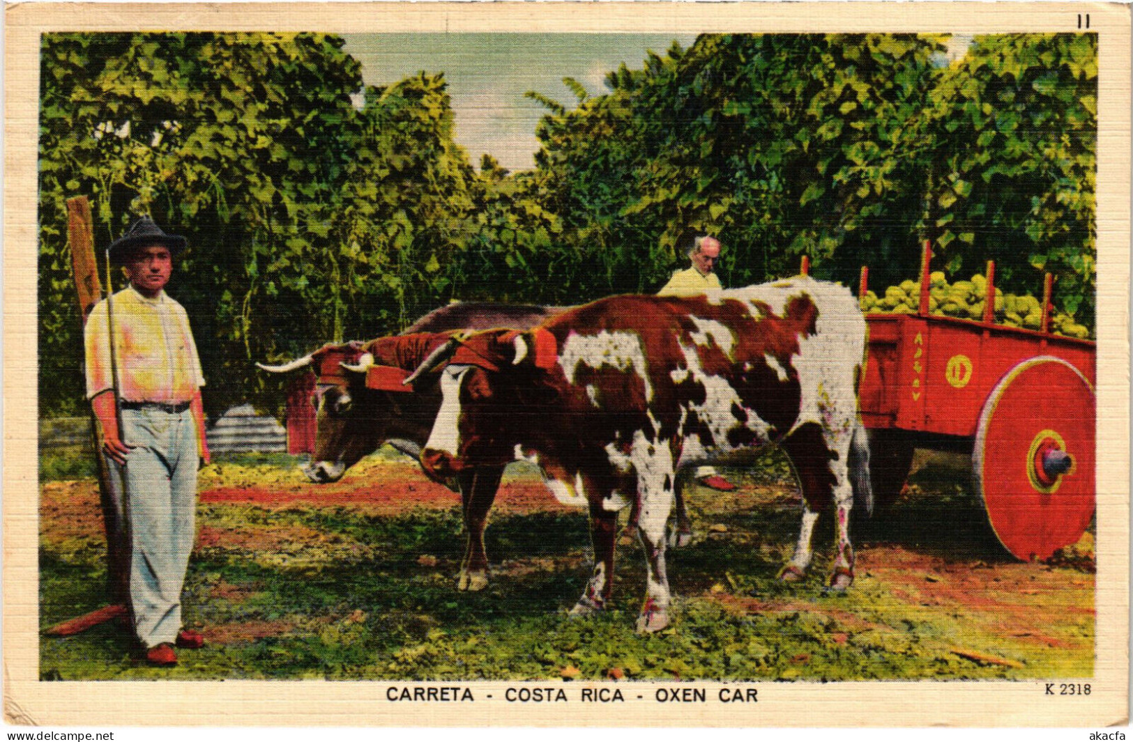 PC COSTA RICA CARRETA OXEN CAR TYPES Vintage Postcard (b52238) - Costa Rica