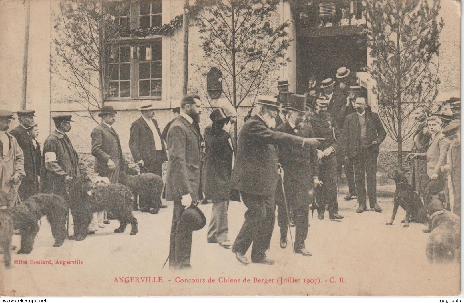 ANGERVILLE - Concours De Chiens De Berger ( Juillet 1907 ) - Angerville