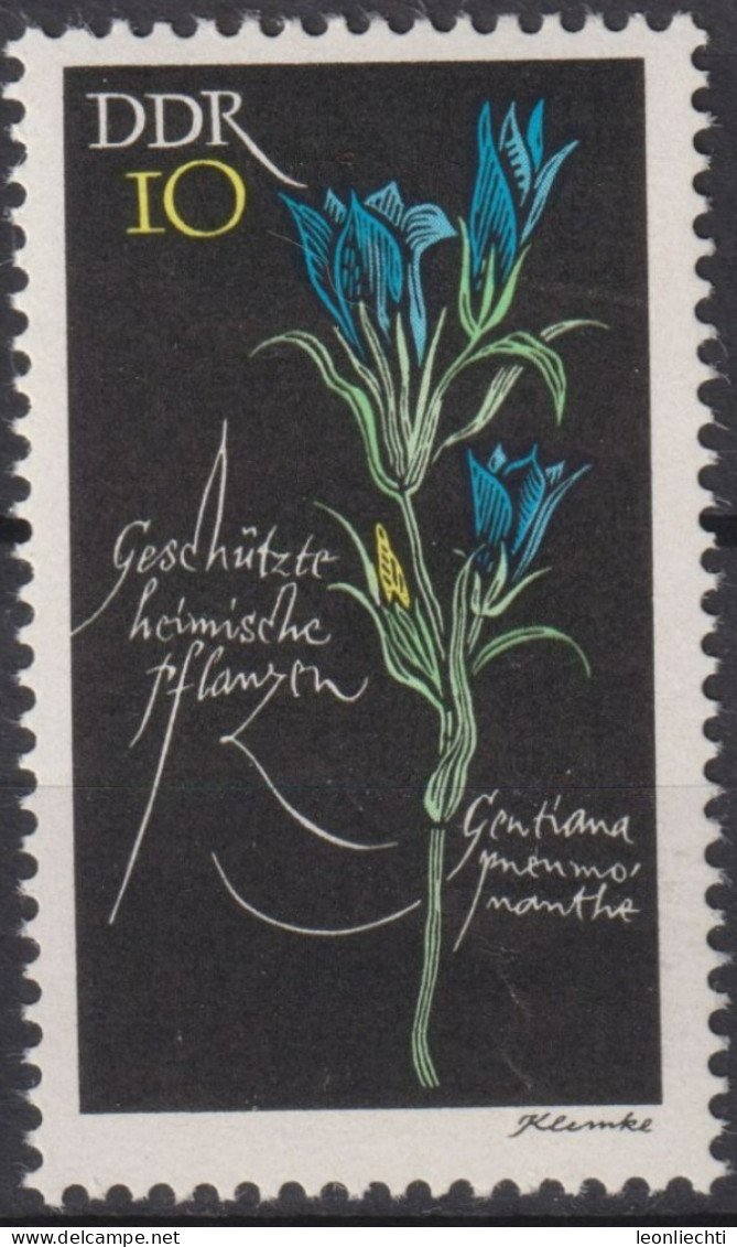 1966 DDR, ** Mi:DD 1242, Yt:DD 933, Geschützte Pflanzen, Lungenenzian, (Gentiana Pneumonanthe) - Plantes Médicinales