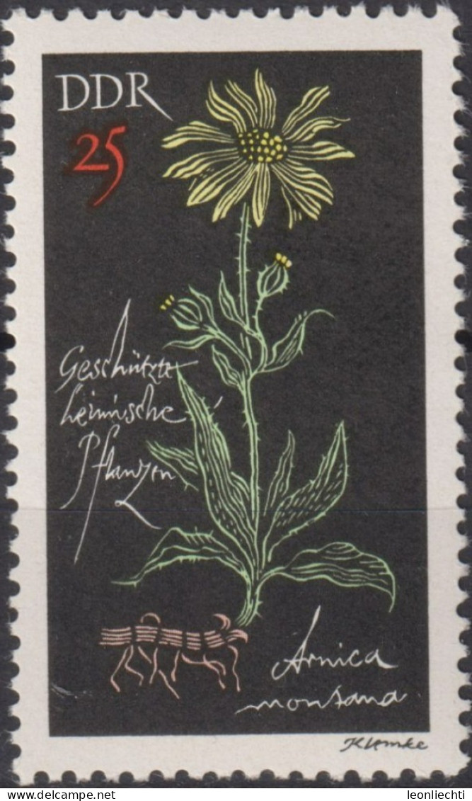 1966 DDR, ** Mi:DD 1244, Yt:DD 935, Geschützte Pflanzen, Bergarnika, (Arnica Montana) - Medicinal Plants