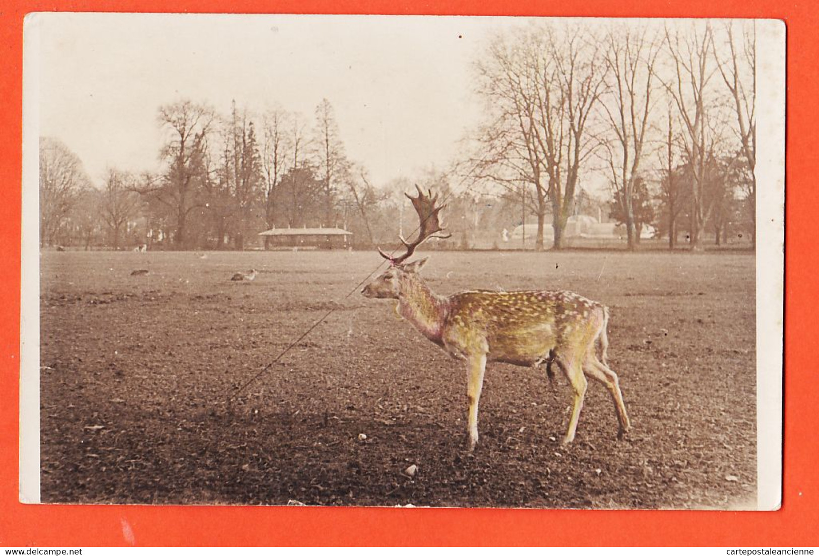 08900 / ⭐ ♥️ Rare Carte-Photo Couleur (pâle) ! LYON 69-Rhone Parc TÊTE D'OR Un DAIM 1910s  - Lyon 6