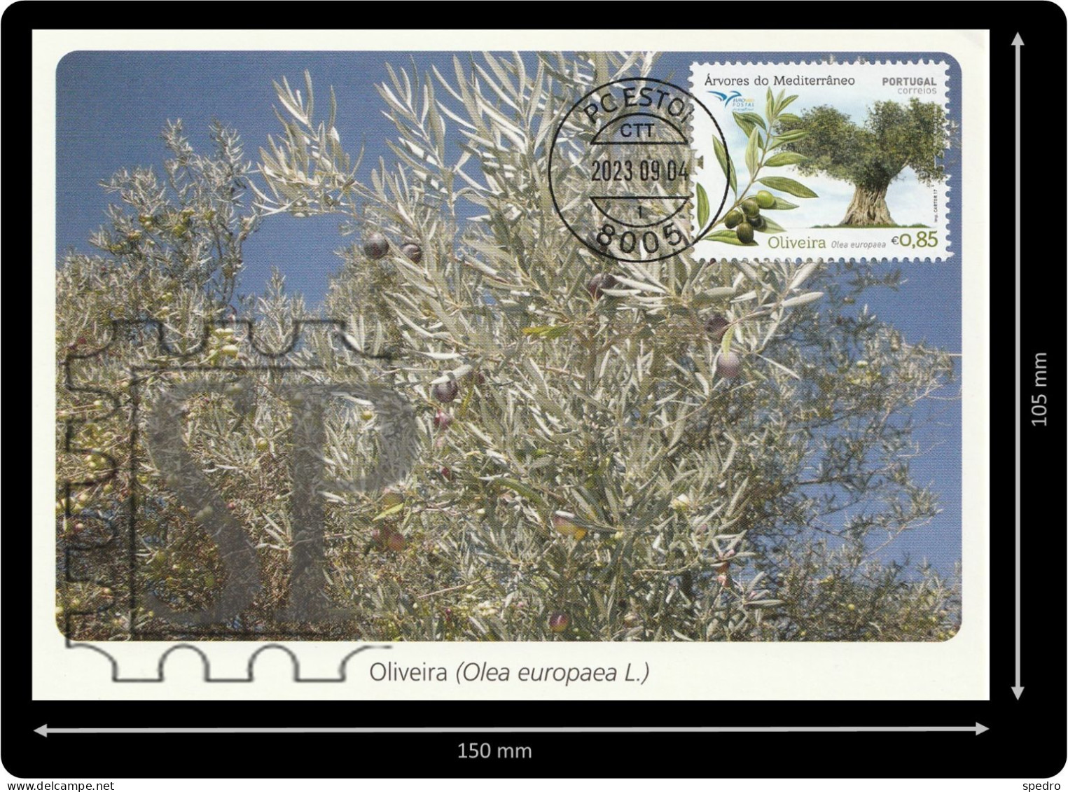 Portugal 2017 Postal Máximo Árvores Do Mediterrâneo Euromed Oliveira Olea Europae Tree Maxicard Maximum Estoi Algarve - Maximumkarten (MC)