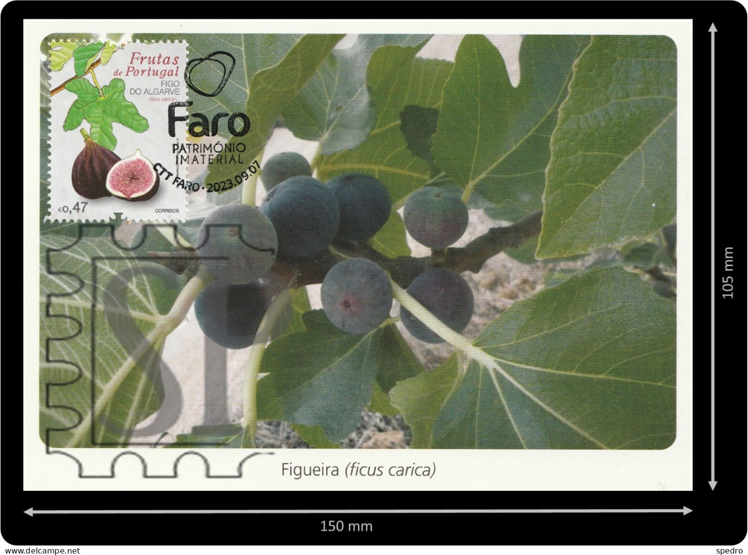 Portugal 2023 Postal Máximo Frutas Figo Algarve Filatelia Faro Ficus FIG Tree Figuier Figues Maximum Maxicard Estoi CPM - Tarjetas – Máximo