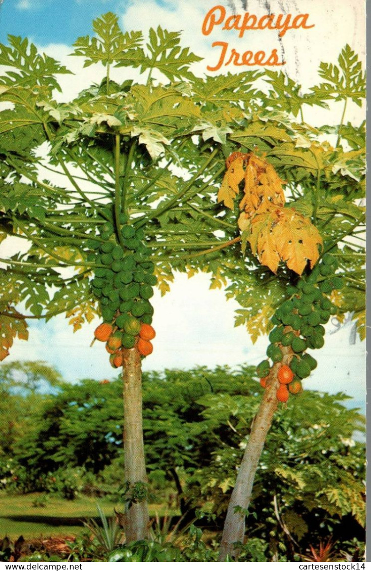 N°41617 Z -cpsm Papaya Trees - Arbres