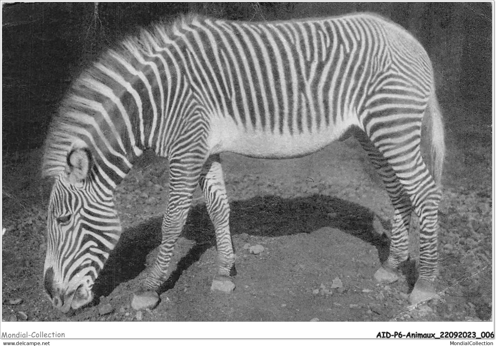 AIDP6-ANIMAUX-0480 - Muséum National D'histoire Naturelle - Parc Zoologique Du Bois De Vincennes - Paris  - Zebra's