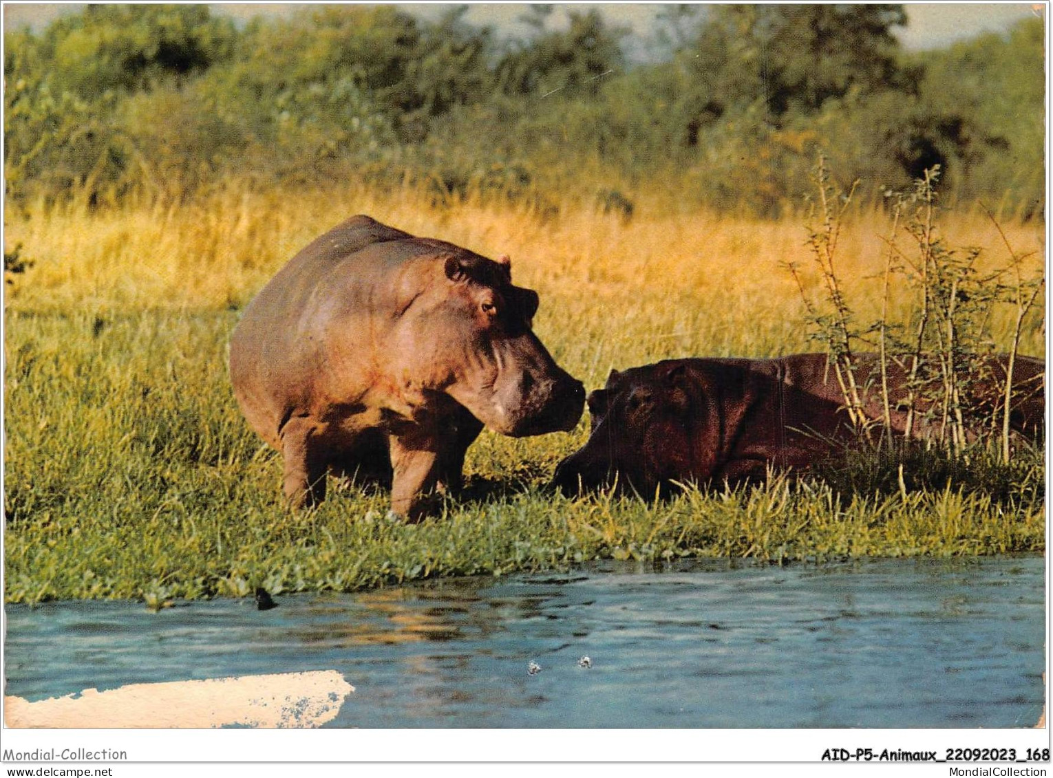 AIDP5-ANIMAUX-0469 - Hippopotames  - Nijlpaarden