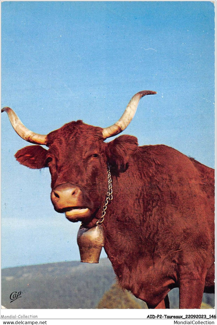 AIDP2-TAUREAUX-0147 - En Auvergne - Une Tête Vachement Sympathique  - Bull