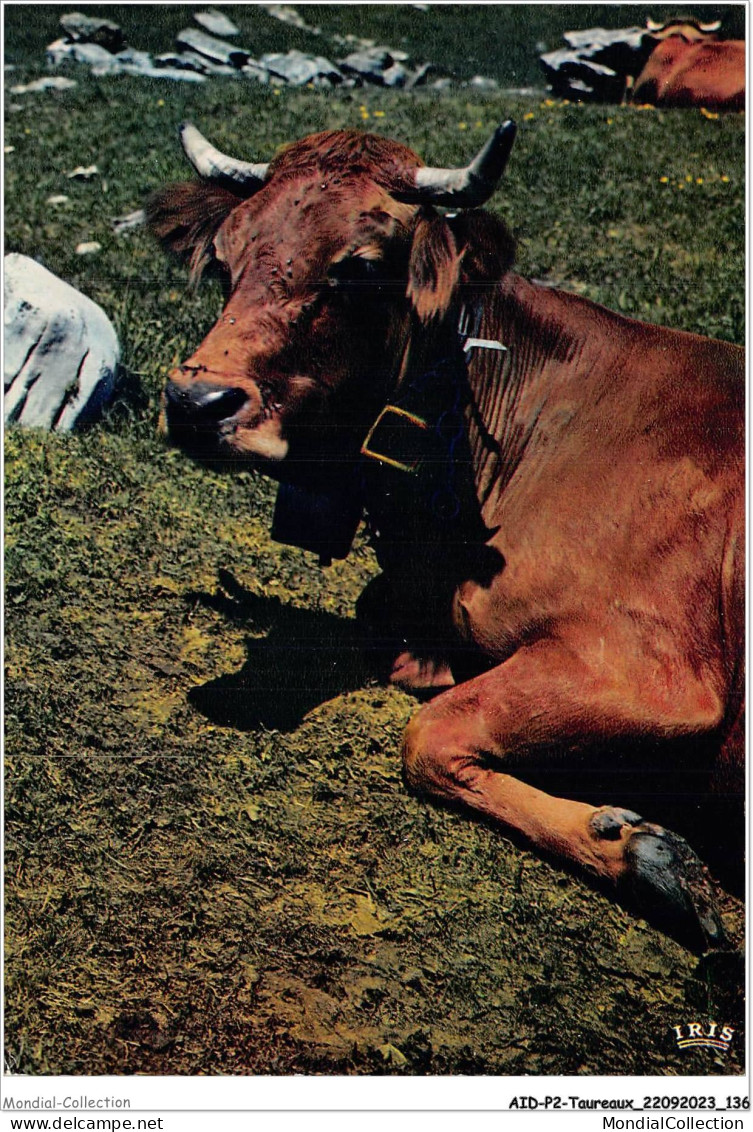 AIDP2-TAUREAUX-0142 - Relaxe  - Bull