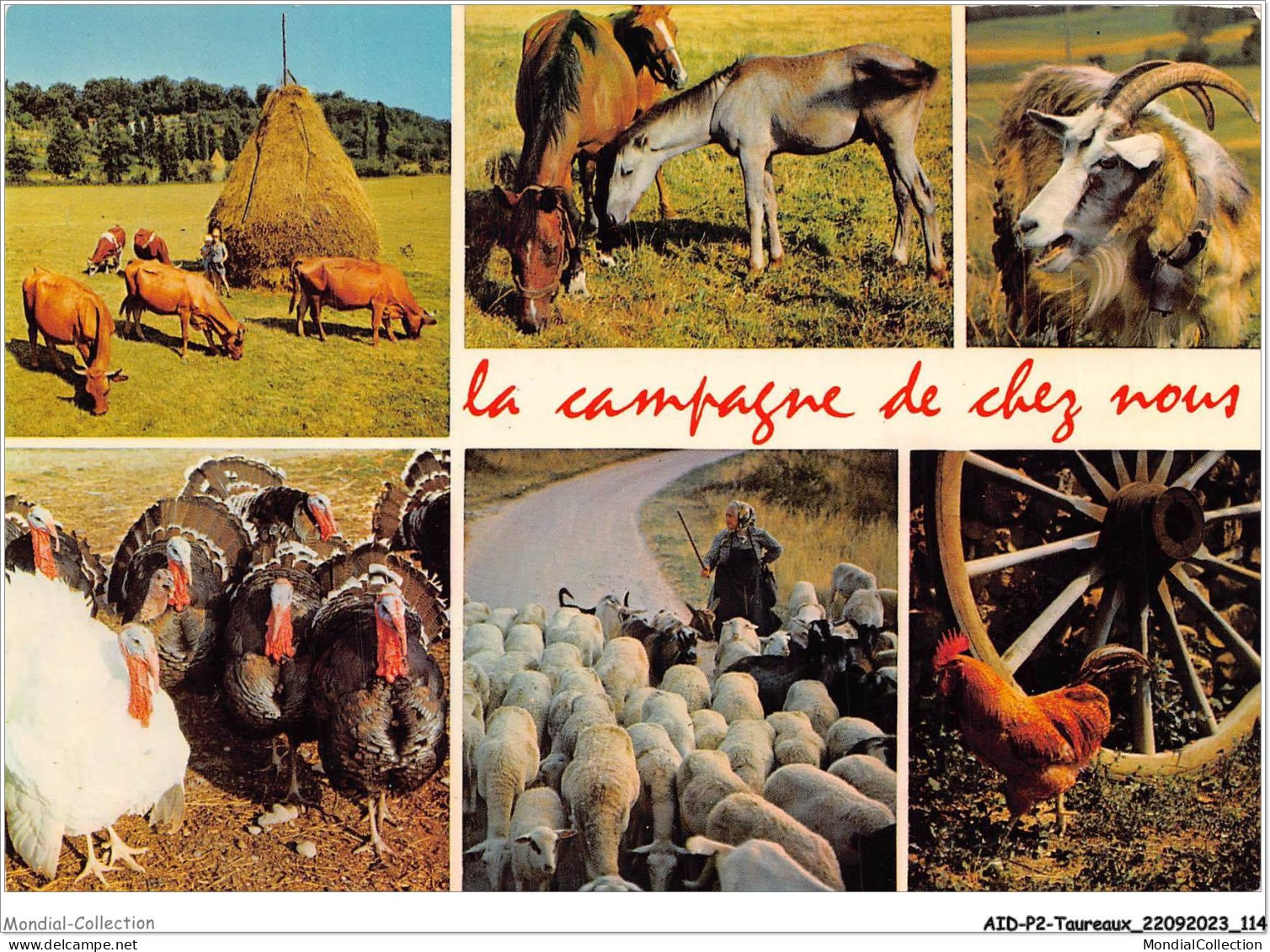 AIDP2-TAUREAUX-0131 - La Campagne De Chez Nous  - Bull