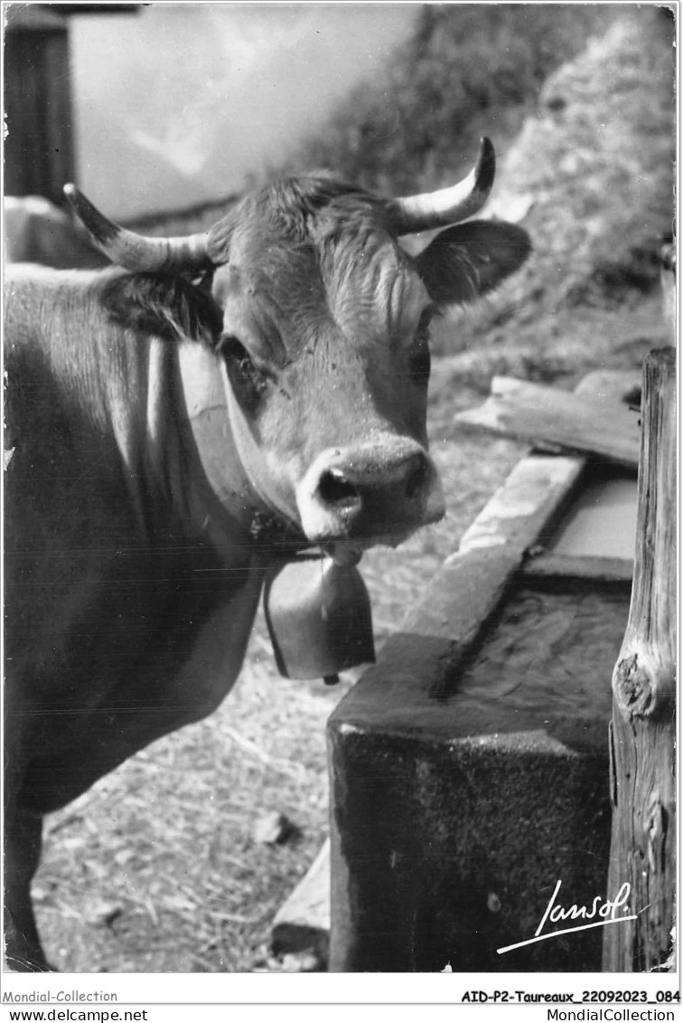 AIDP2-TAUREAUX-0116 - Les Animaux De La Montagne - Au Bachal  - Taureaux