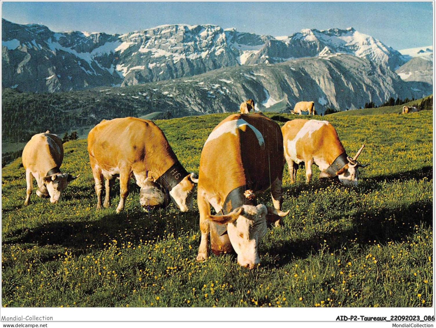 AIDP2-TAUREAUX-0117 - Les Alpes Pittoresques - Vaches En Haute Montagne  - Stieren