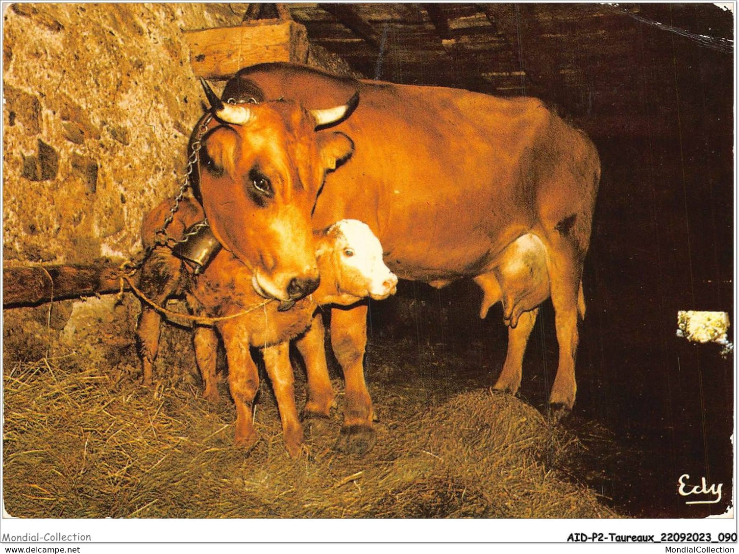 AIDP2-TAUREAUX-0119 - Images De Chez Nous - Maternité  - Bull