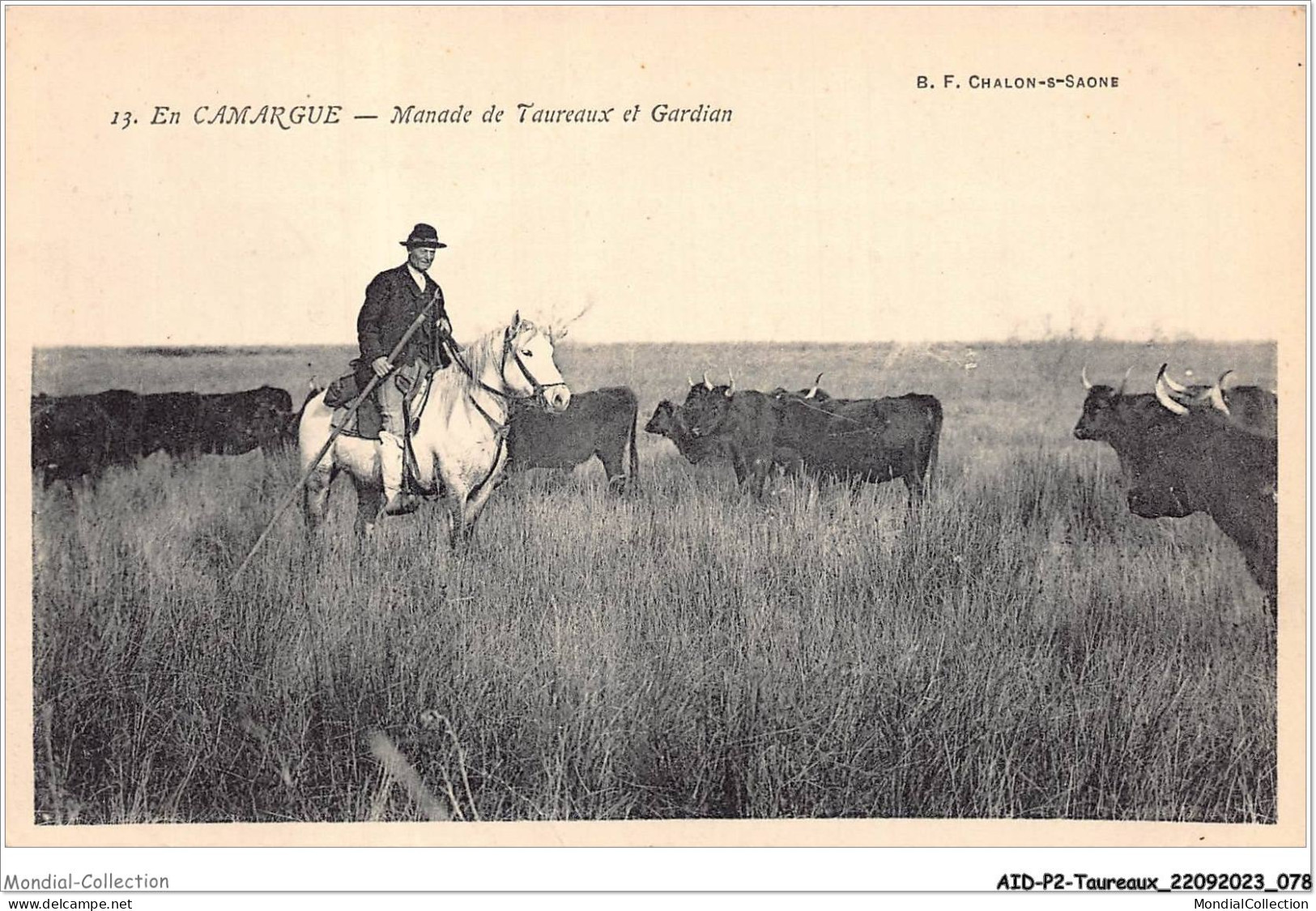 AIDP2-TAUREAUX-0113 - En Camargue - Manade De Taureaux Et Gardian  - Toros