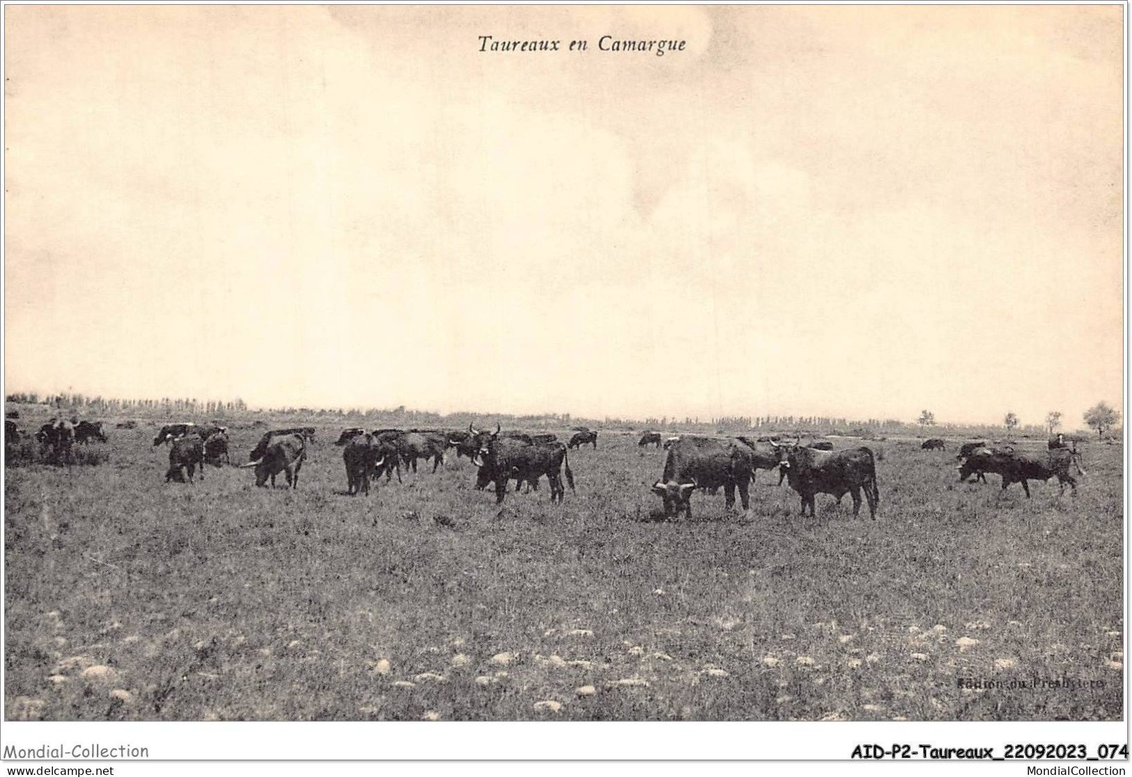 AIDP2-TAUREAUX-0111 - Taureaux En Camargue  - Bull