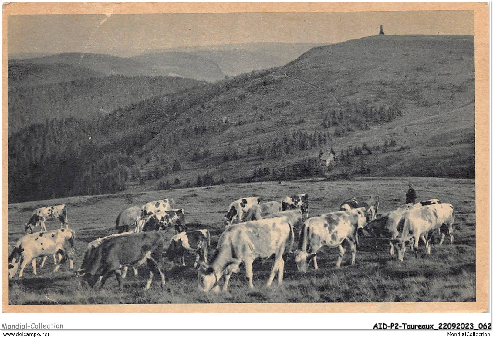 AIDP2-TAUREAUX-0105 - Feldberg - Schwarzwald  - Taureaux