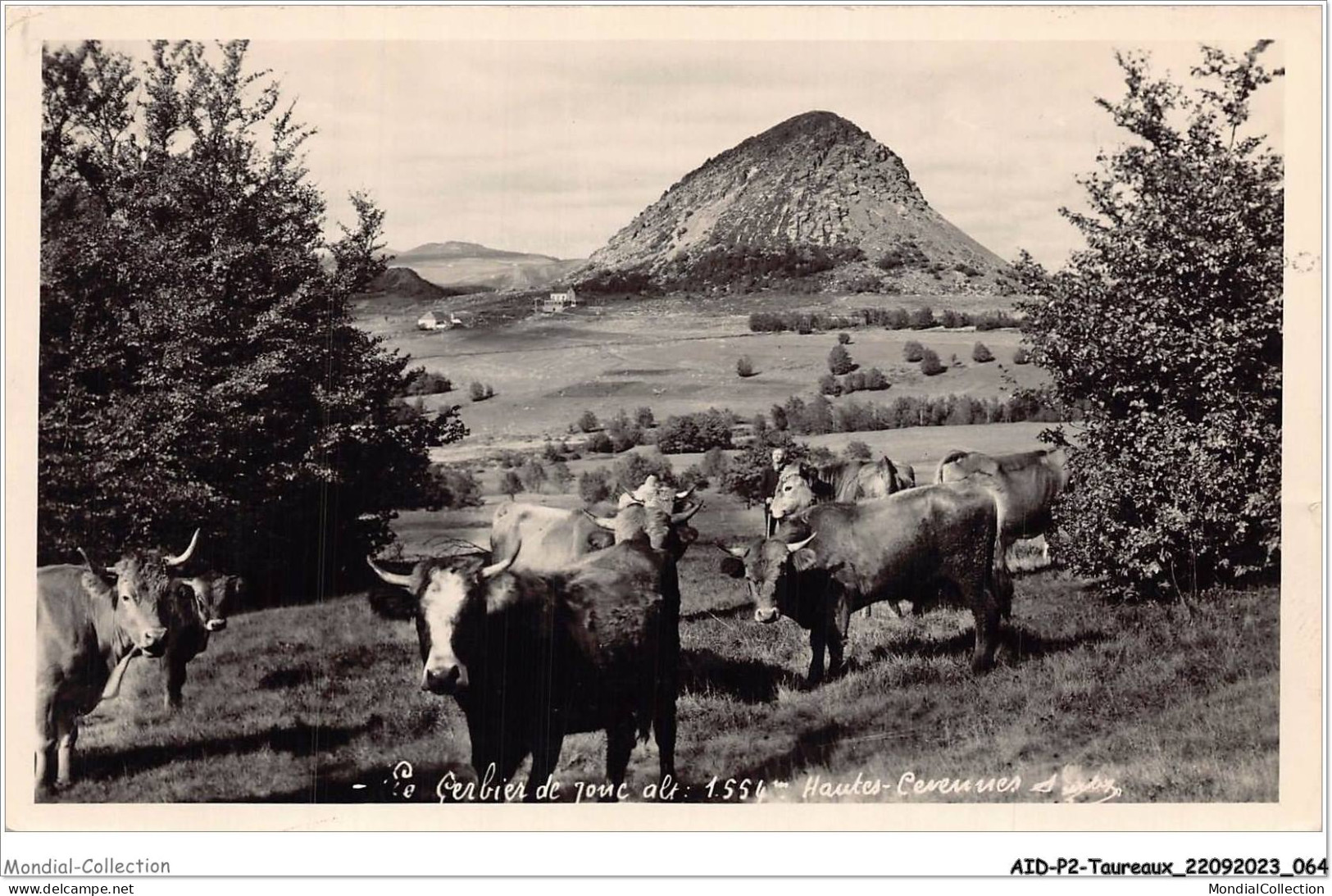 AIDP2-TAUREAUX-0106 - Le Gerbier De Jouc  - Bull