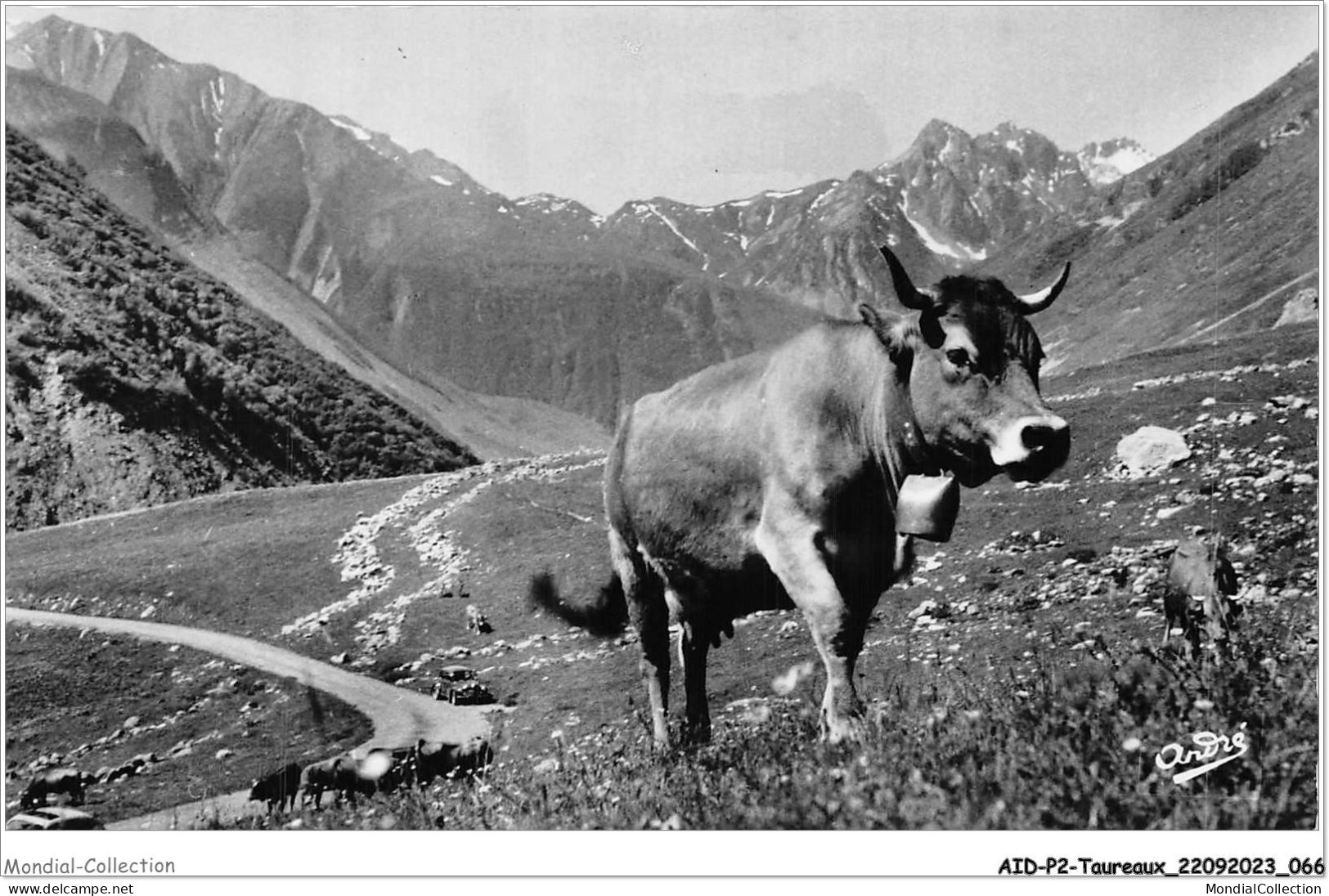 AIDP2-TAUREAUX-0107 - Paysages Alpestres - Pâturage - Toros