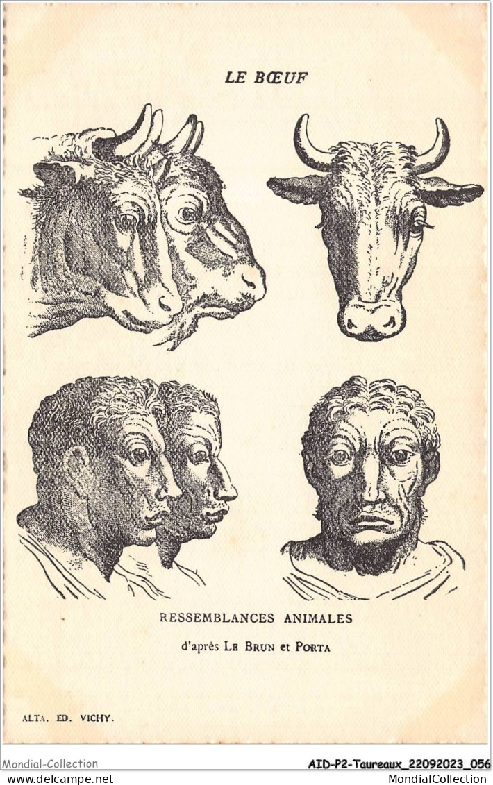AIDP2-TAUREAUX-0102 - Le Boeuf - Ressemblances Animales D'après Le Brun Et Porta  - Bull