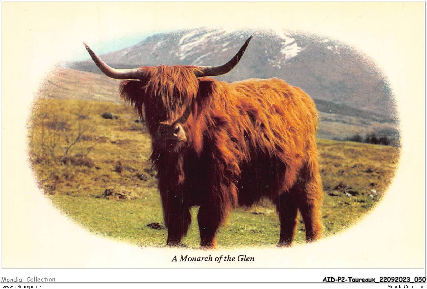 AIDP2-TAUREAUX-0099 - A Monarch Of The Glen  - Bull