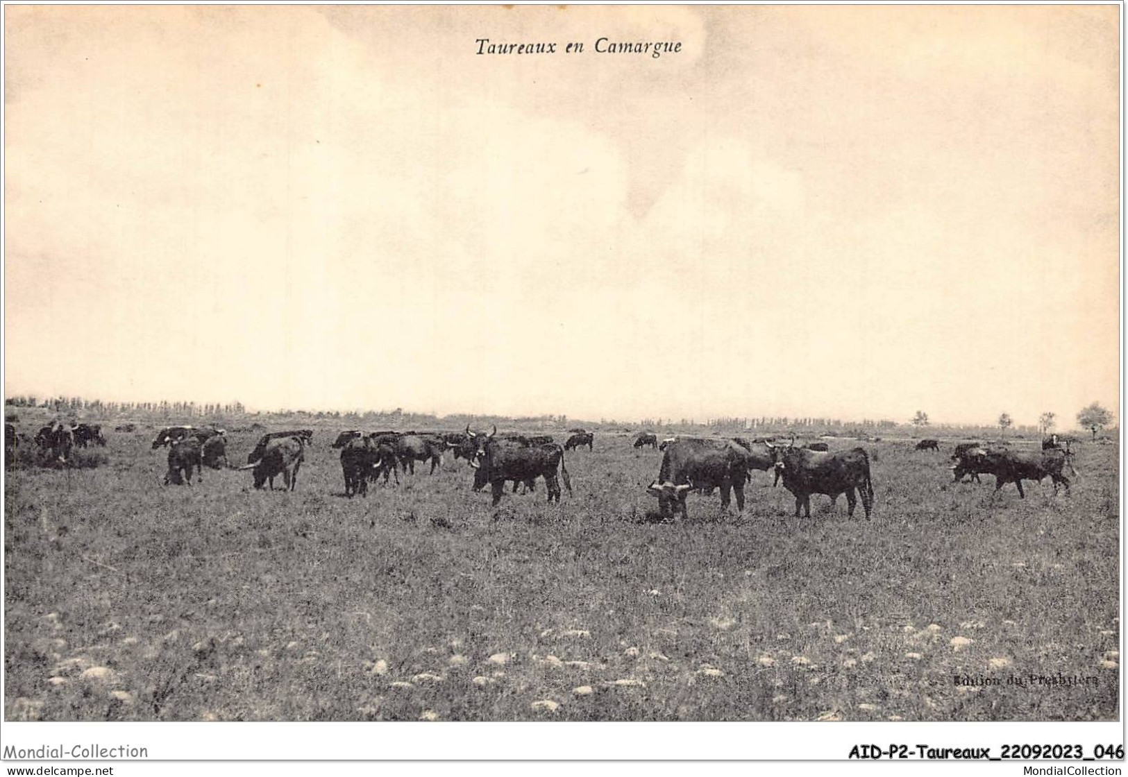 AIDP2-TAUREAUX-0097 - Taureaux En Camargue  - Toros