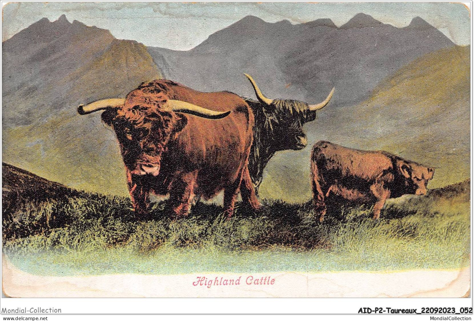 AIDP2-TAUREAUX-0100 - Highland Cattle  - Toros