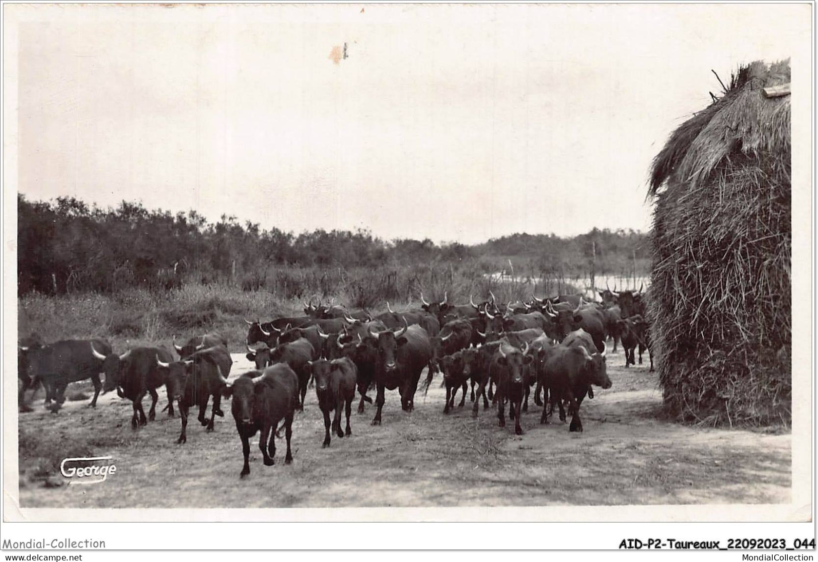 AIDP2-TAUREAUX-0096 - En Camargue - Manade Nou De La Houplière  - Taureaux