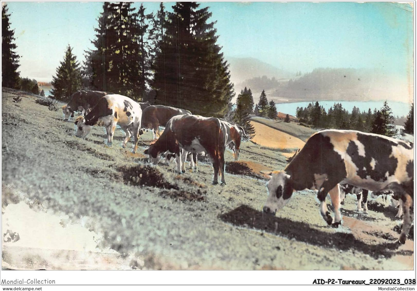 AIDP2-TAUREAUX-0093 - Pâturages Au Bord Du Lac  - Bull