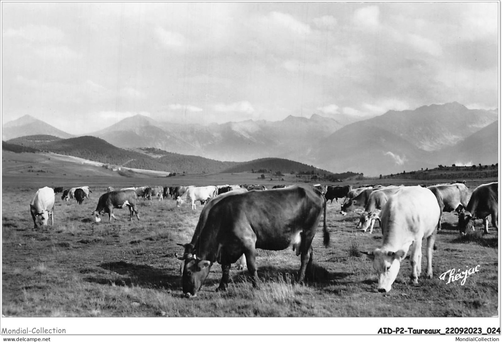 AIDP2-TAUREAUX-0086 - Pyrénées-orientales - La Cerdagne Française - Pâturages Sur Le Plateau De La Quillane  - Stieren