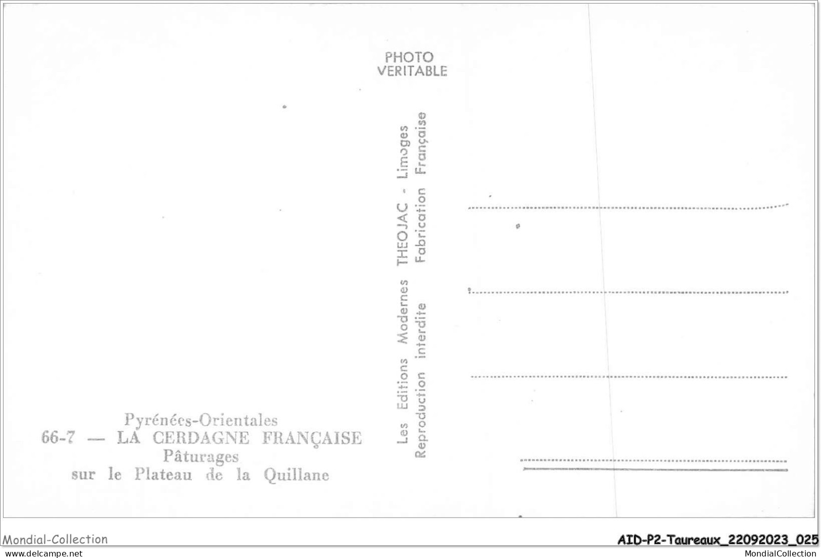 AIDP2-TAUREAUX-0086 - Pyrénées-orientales - La Cerdagne Française - Pâturages Sur Le Plateau De La Quillane  - Tauri