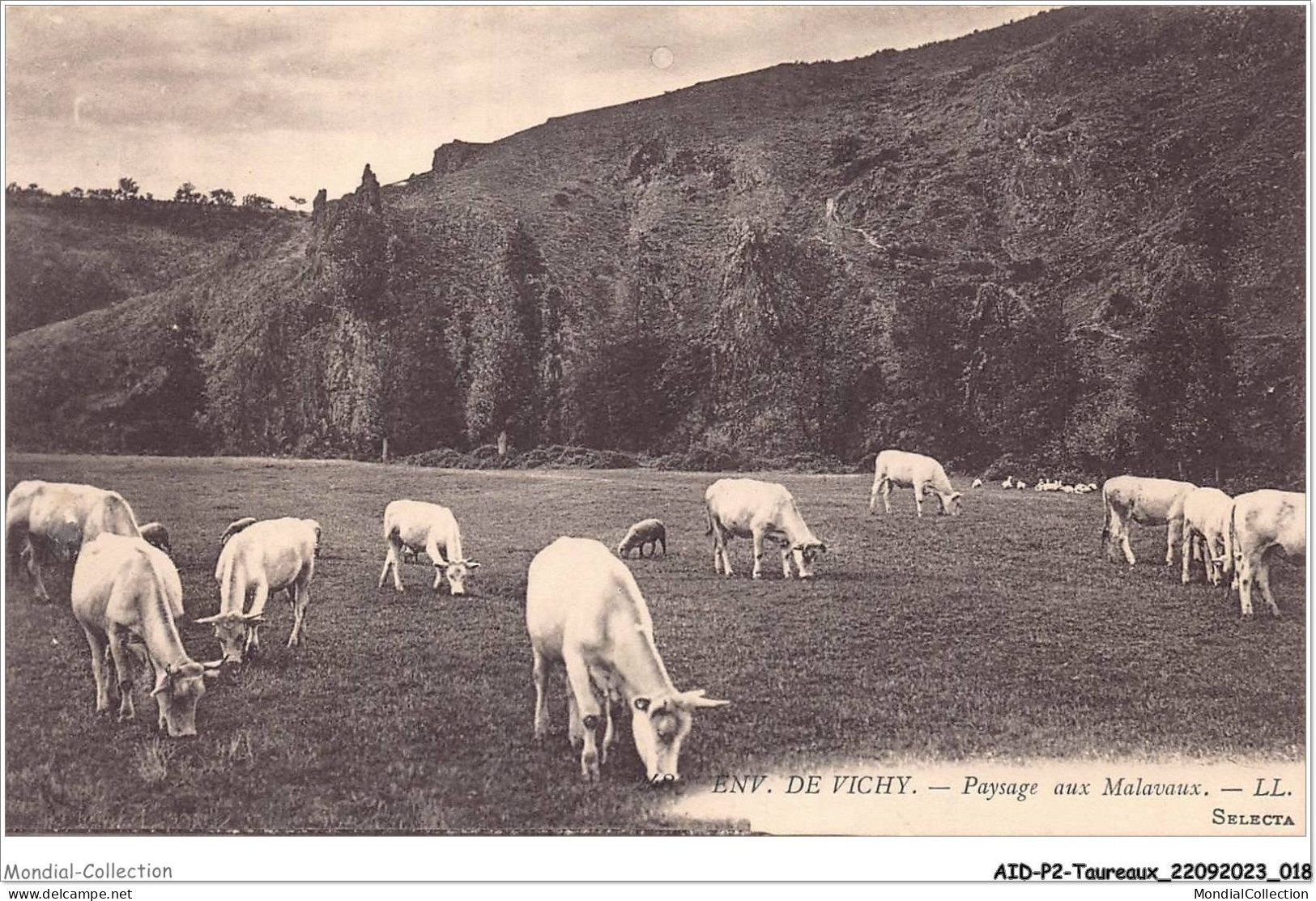 AIDP2-TAUREAUX-0083 - Env De Vichy - Paysage Aux Malavaux  - Bull