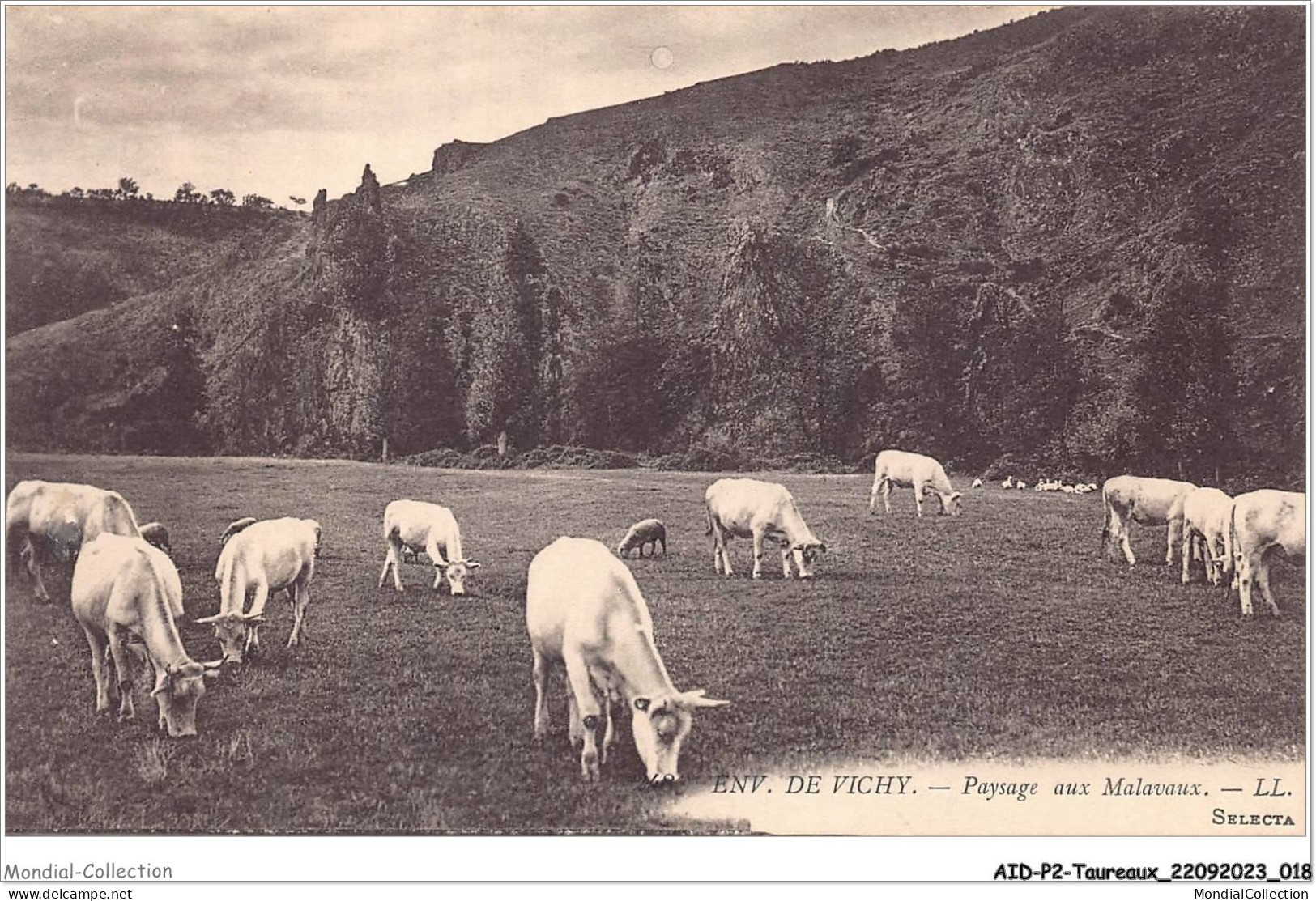 AIDP2-TAUREAUX-0083 - Env De Vichy - Paysage Aux Malavaux  - Taureaux