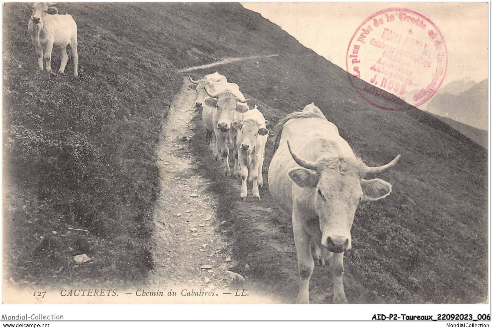 AIDP2-TAUREAUX-0077 - Cauterets - Chemin Du Cabaliros  - Taureaux