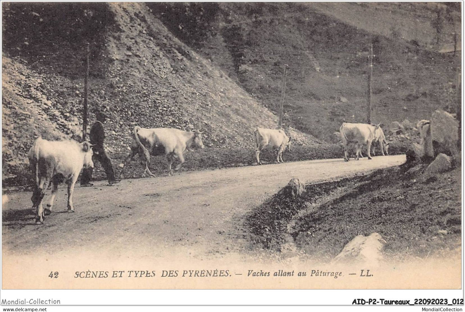 AIDP2-TAUREAUX-0080 - Scènes Et Types Des Pyrénées - Vaches Allant Au Pâturage  - Stiere