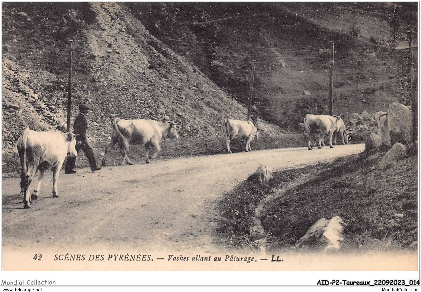 AIDP2-TAUREAUX-0081 - Scènes Des Pyrénées - Vaches Allant Au Pâturage  - Stieren