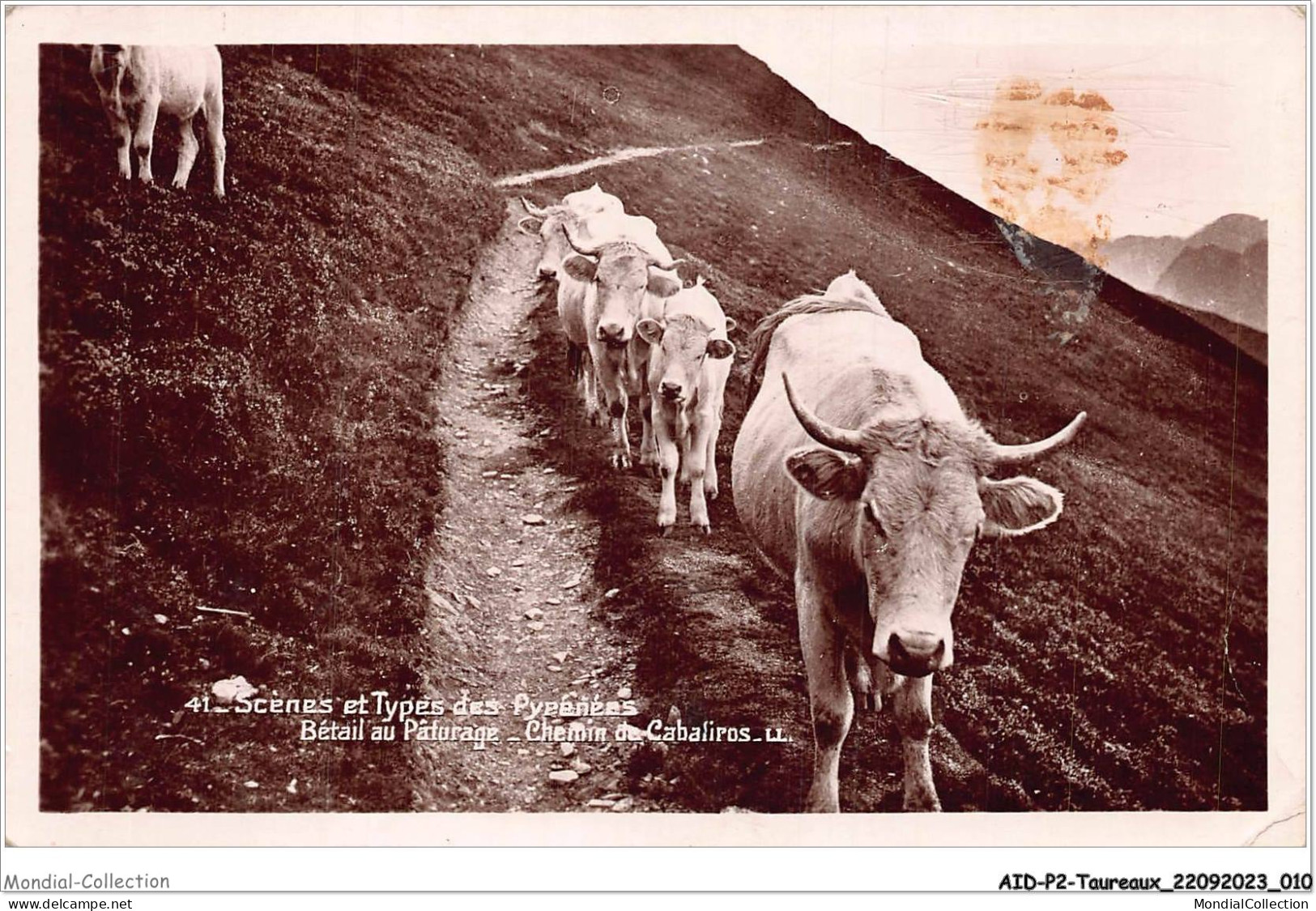 AIDP2-TAUREAUX-0079 - Scènes Et Types Des Pyrénées - Bétail Au Pâturage - Chemin De Cabaliros  - Taureaux