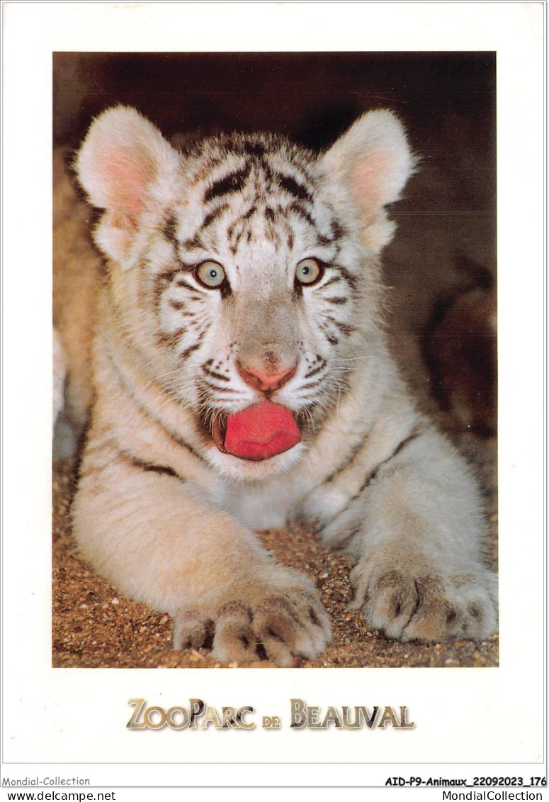 AIDP9-ANIMAUX-0893 - Zooparc De Beauval - Bébé Tigre Blanc - Katharina - Panthera Tigris  - Tigres