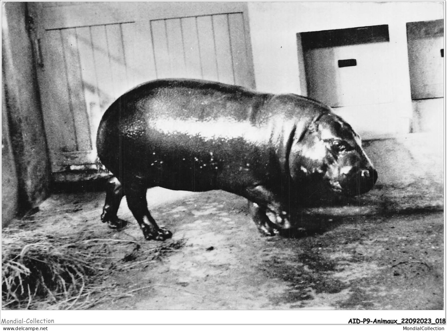 AIDP9-ANIMAUX-0814 - Hippopotame Nain Du Libéria  - Flusspferde