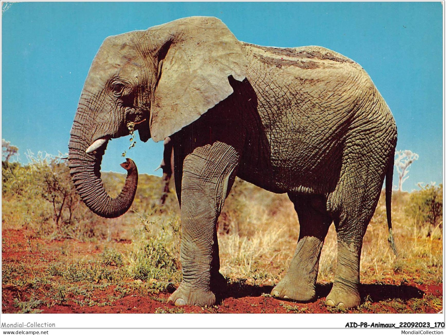 AIDP8-ANIMAUX-0768 - élephants - Elephants