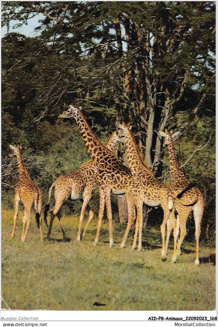 AIDP8-ANIMAUX-0767 - East Africa - African Wildlife - Giraffes - Giraffes