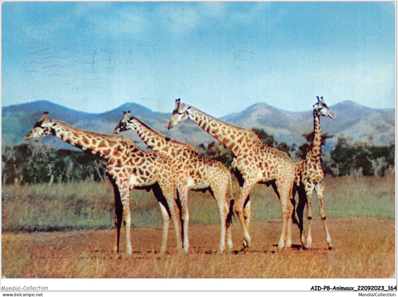 AIDP8-ANIMAUX-0765 - Un Siècle Après Livingstone - Basutoland - Girafes  - Giraffe