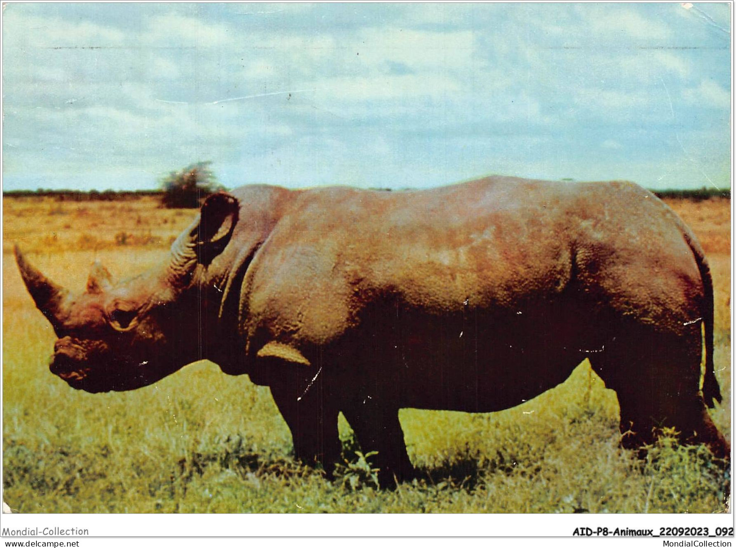 AIDP8-ANIMAUX-0729 - Kenya - Rhinocéros  - Rhinocéros