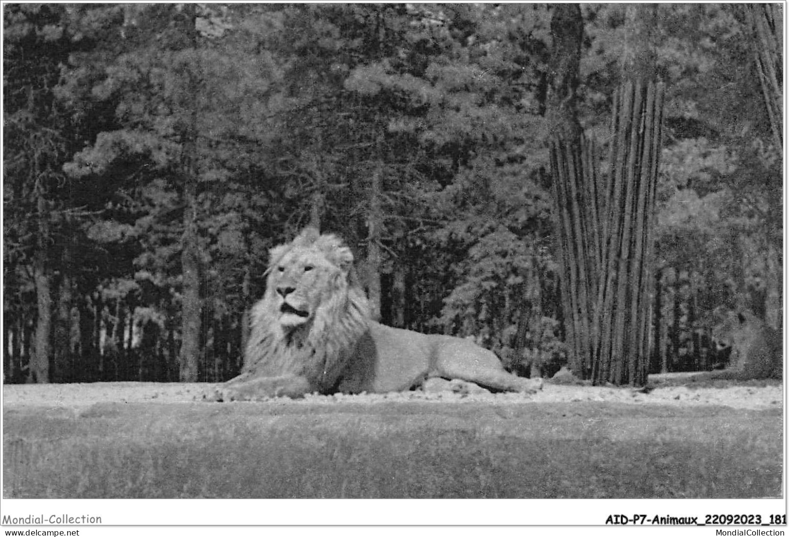 AIDP7-ANIMAUX-0672 - Un Lion Sur Son Plateau  - Leoni