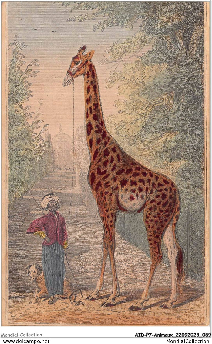 AIDP7-ANIMAUX-0628 - Girafe  - Girafes