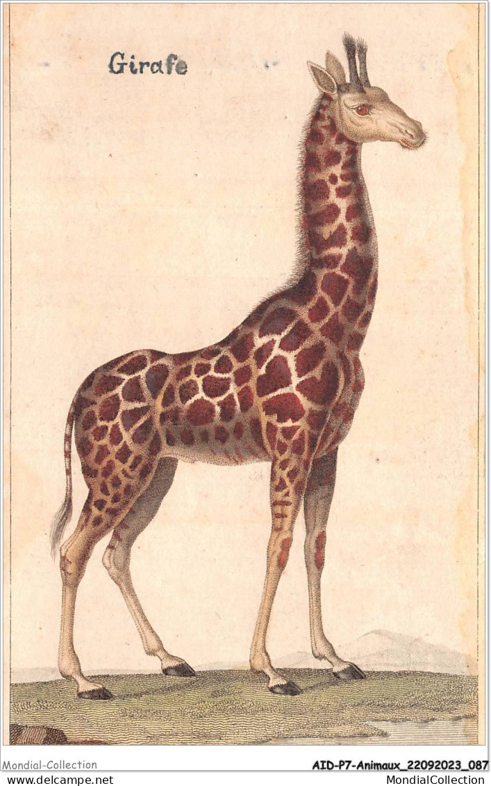 AIDP7-ANIMAUX-0627 - Girafe  - Giraffen