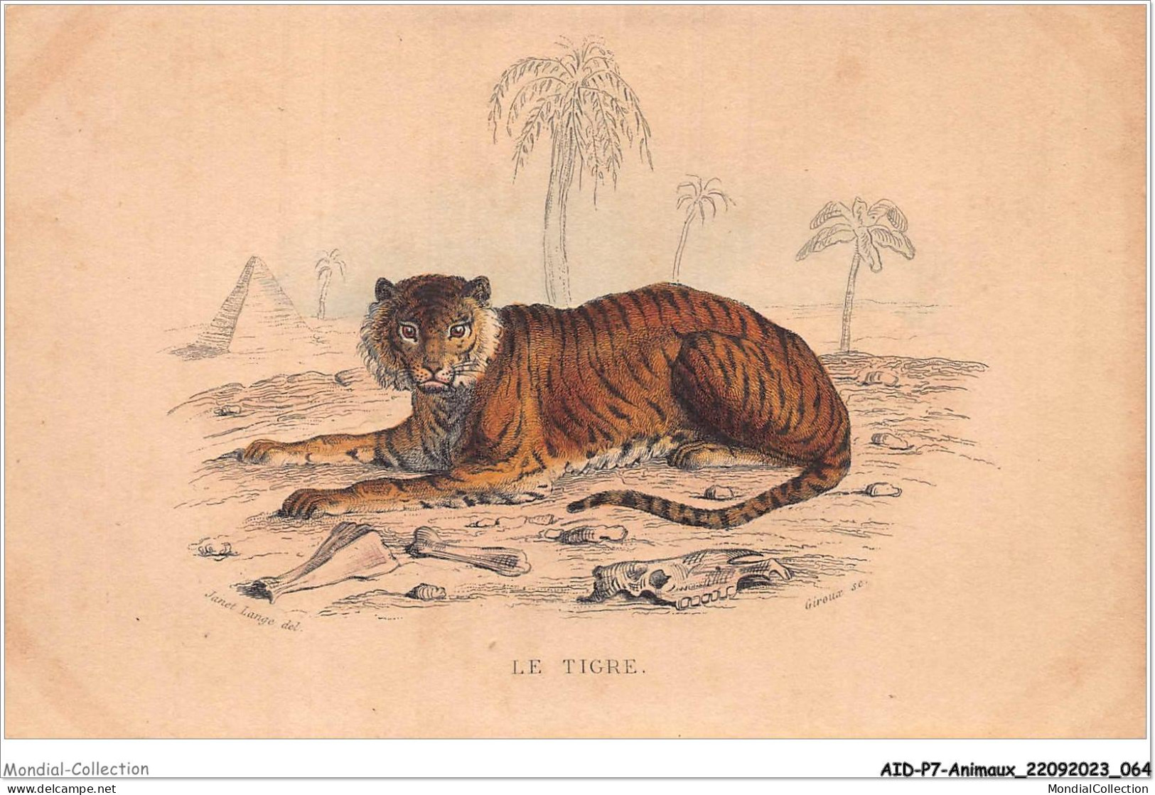 AIDP7-ANIMAUX-0616 - Le Tigre  - Tiger