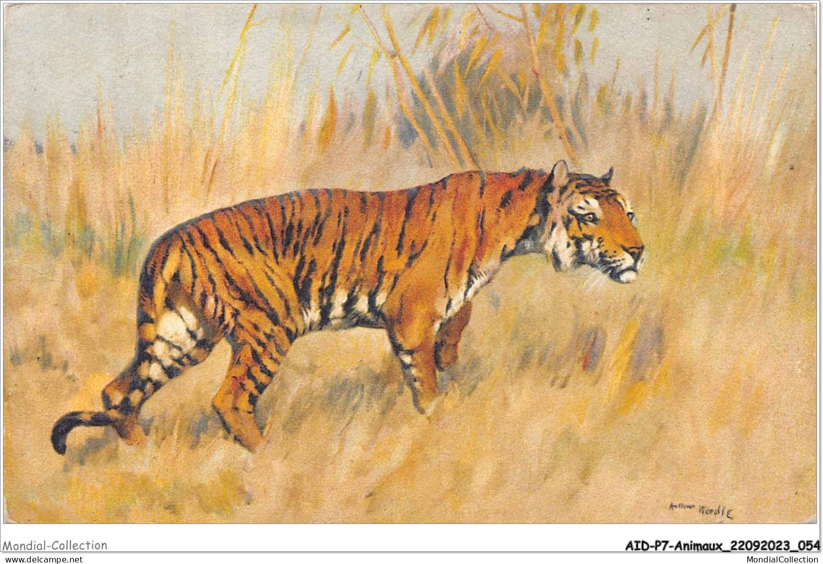 AIDP7-ANIMAUX-0611 - Un Tigre  - Tigres