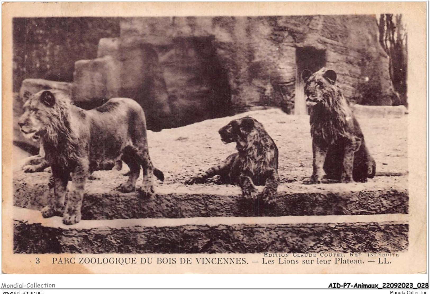 AIDP7-ANIMAUX-0598 - Parc Zoologique Du Bois De Vincennes - Les Lions Sur Leur Plateau  - Leoni