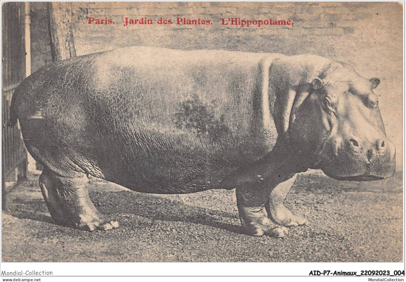 AIDP7-ANIMAUX-0586 - Paris - Jardin Des Plantes - L'hippopatame  - Hippopotames